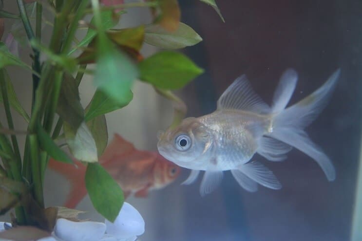 Goldfish azul de Oranda