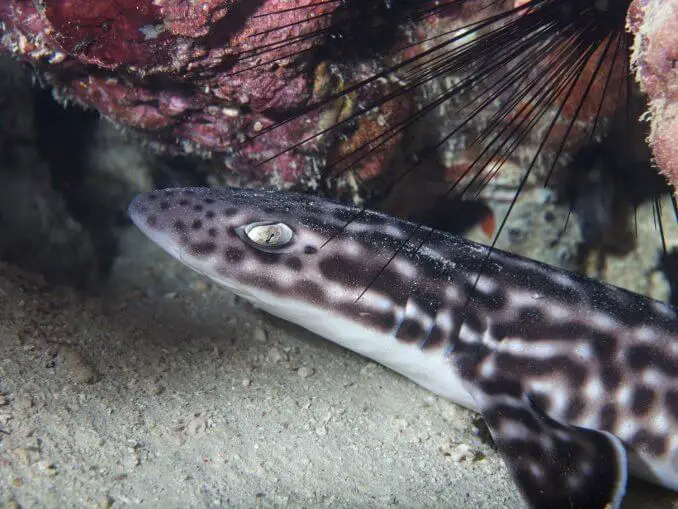 The Complete Purple Firefish Care Guide