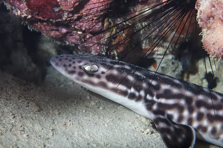  Cat  Shark  The Definitive Care Guide Species  Tank 