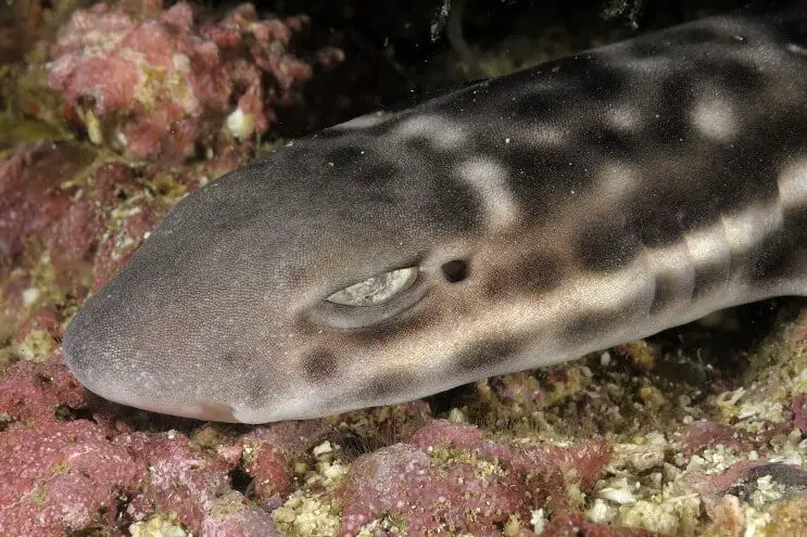 Requin chat corail