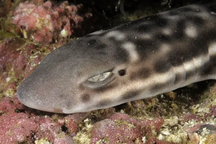 Coral Cat Shark