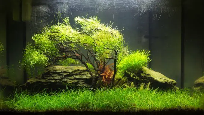 Dwarf Hairgrass Care Guide Carpet, How to Plant And More... Banner