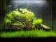 Dwarf Hairgrass Care Guide Carpet, How to Plant And More... Banner