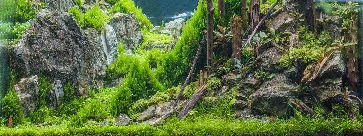 Dwarf Hairgrass Tank Conditions