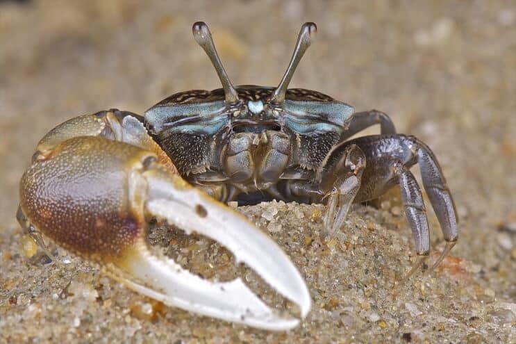 Fiddler crab tank mates