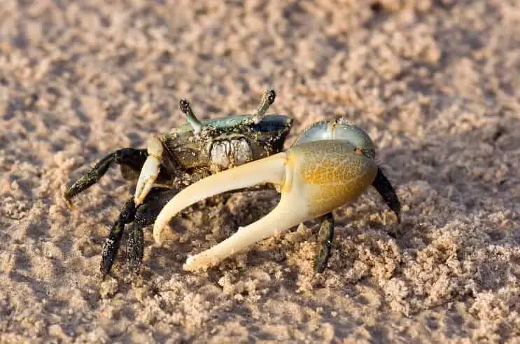 Fiddler crab facts and overview