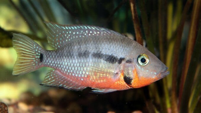Firemouth Cichlid Care Guide Are You Ready For This Fiery Fish Banner