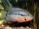 Firemouth Cichlid Care Guide Are You Ready For This Fiery Fish Banner