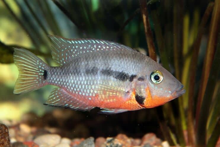 Firemouth Cichlid Feeding