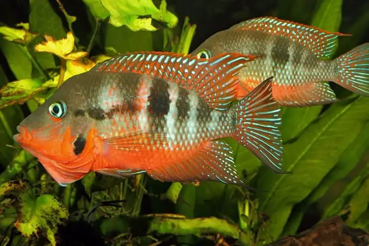 Firemouth Cichlid mâle et femelle