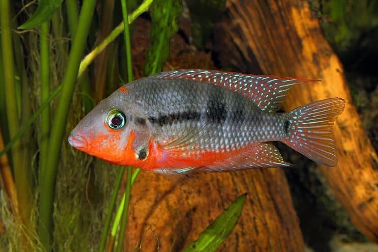 Firemouth Cichlid Swimming