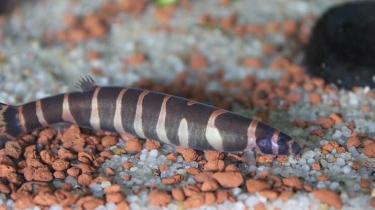 A black and silver kuhli loach swimming near the bottom of the tank