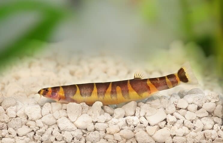 A vibrant kuhli loach swimming near the substrate