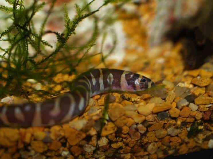 A kuhli loach swimming in a planted tank
