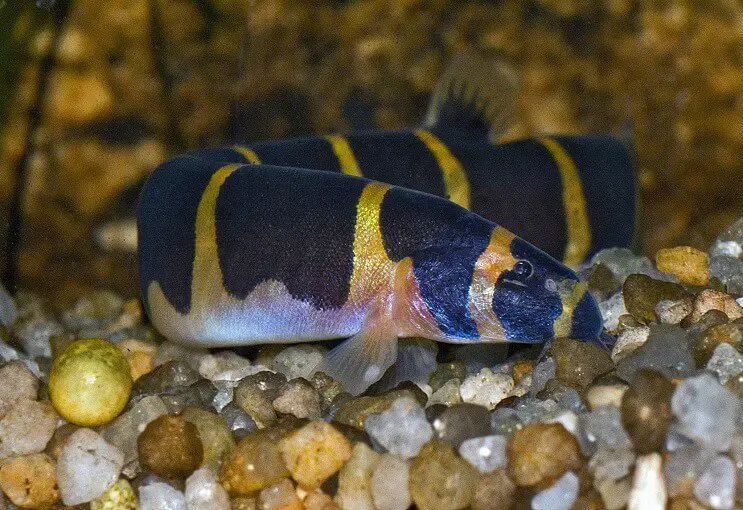 A colorful kuhli loach resting on the rocky substrate 