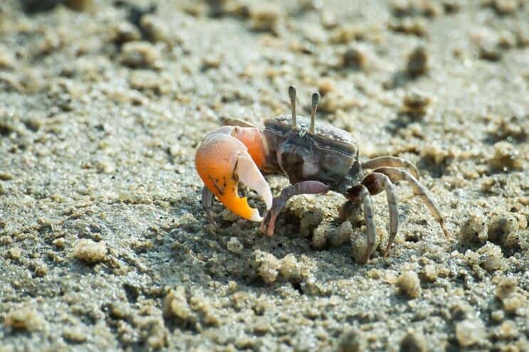 Fiddler crab care and diet