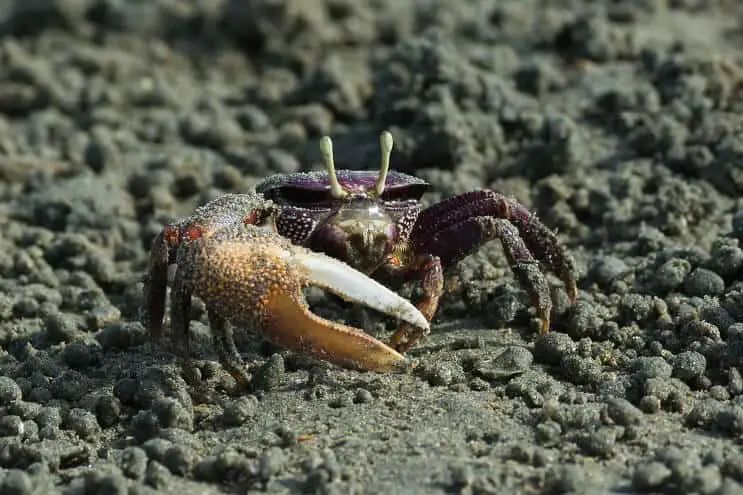 Fiddler crab appearance