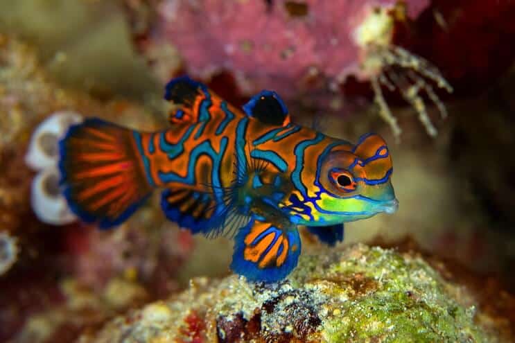 Mandarin Dragonet Appearance