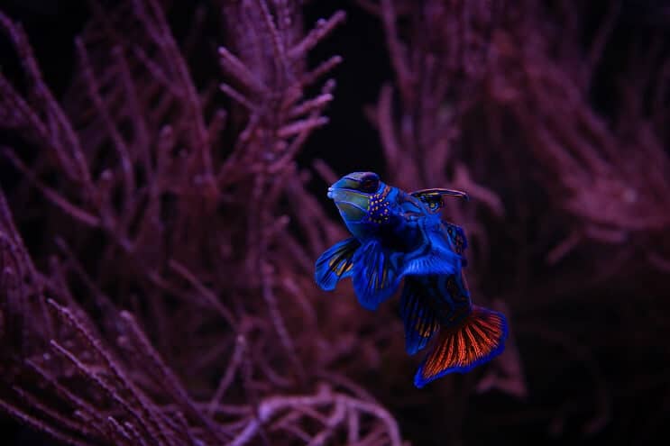 Mandarin Dragonet