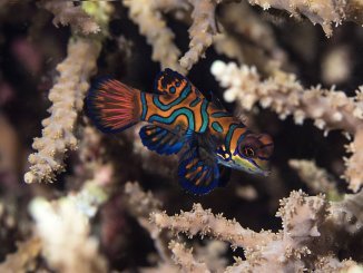 Mandarin Fish (Mandarin Dragonet) Care Guide The Most Mesmerizing Fish In The Ocean Banner