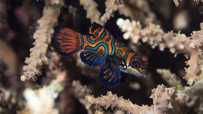 Mandarin Fish (Mandarin Dragonet) Care Guide The Most Mesmerizing Fish In The Ocean Banner