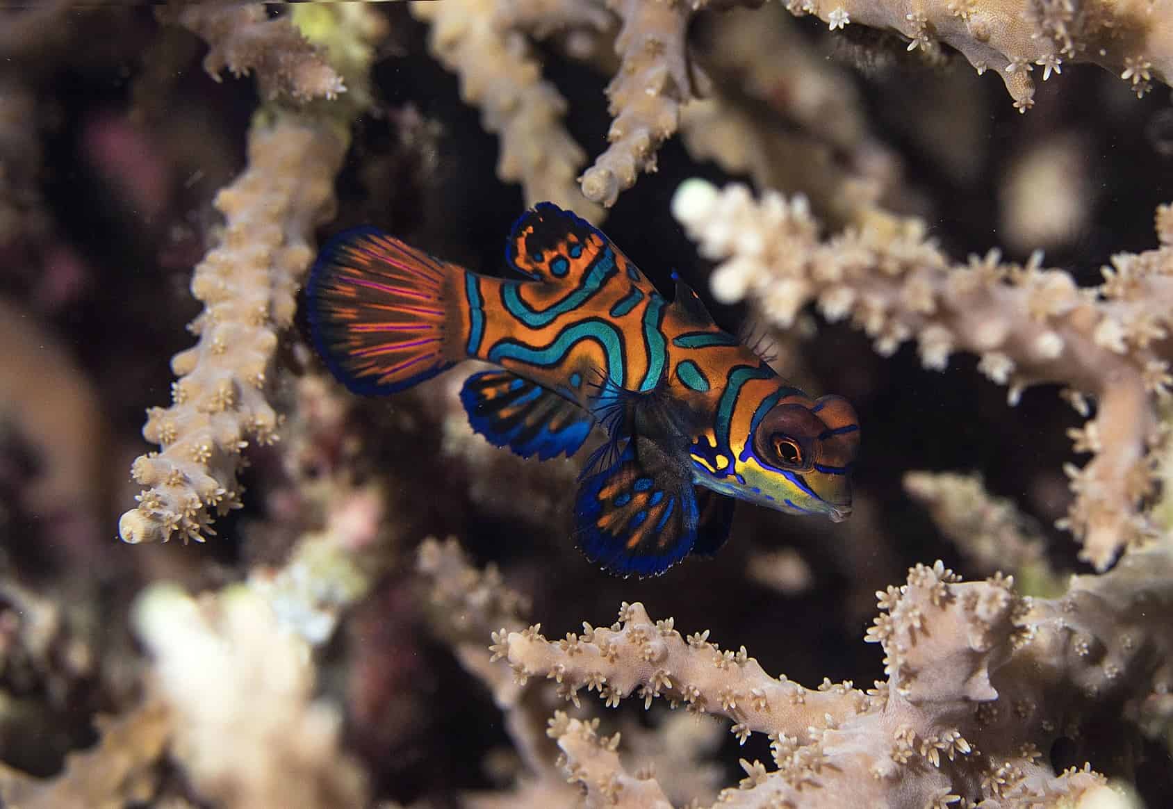 Mandarin Fish [Dragonet Care, Tank Makes, & Tank Size]