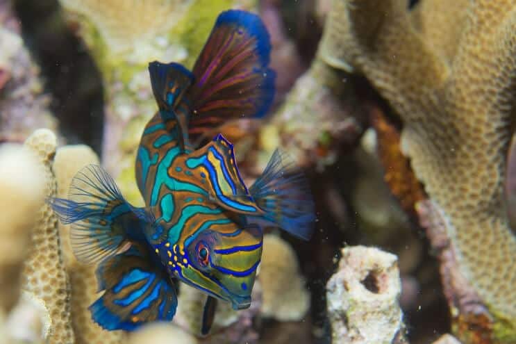 Mandarin Fish Swimming