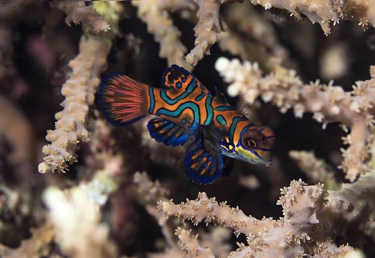 Mandarin Fish