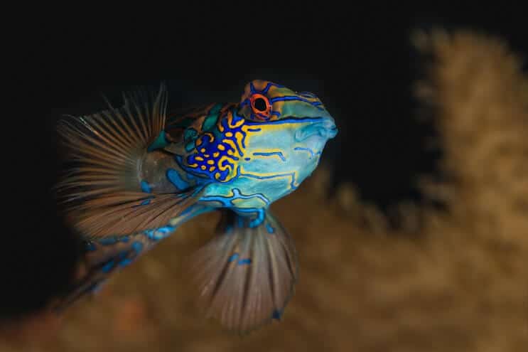 Mandarin In Aquarium