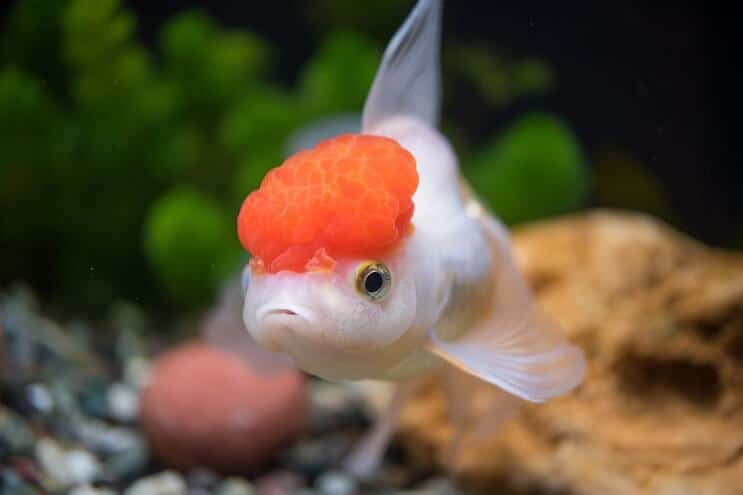 Aspecto de Oranda Goldfish