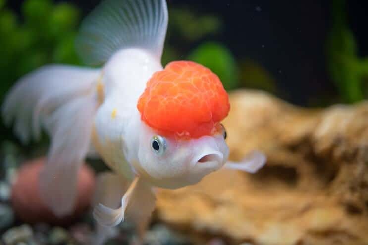 Cuidado de Oranda Goldfish