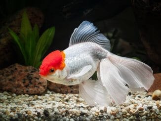 Oranda Goldfish Definitive Care Guide Color Varieties, Size, Lifespan and More... Banner