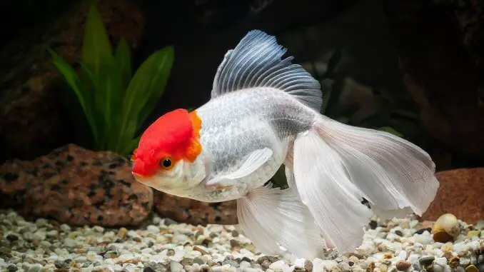 Oranda Goldfish Definitive Care Guide Color Varieties, Size, Lifespan and More... Banner