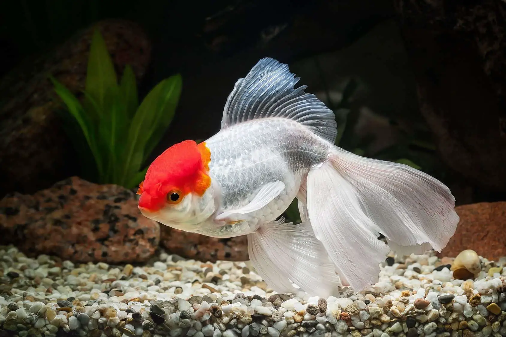 oranda goldfish swimming in planted tank