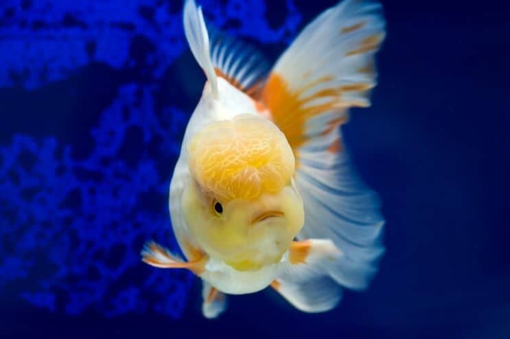 oranda goldfish swimming toward camera