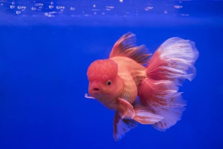 Oranda goldfish swimming in tank