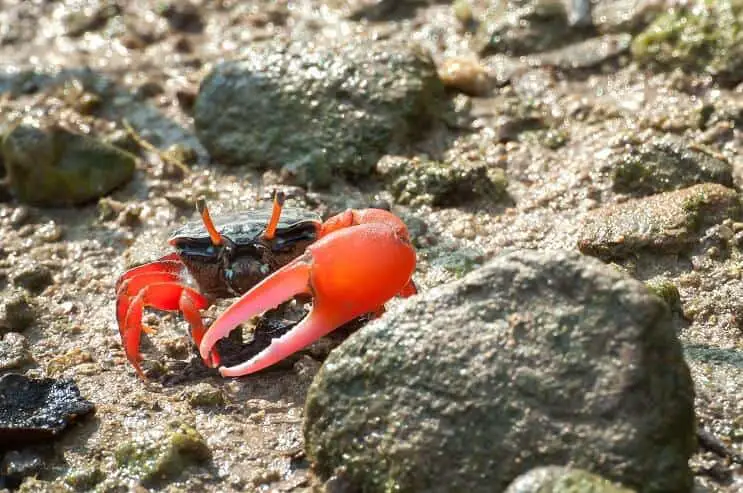 Fiddler crab habitat and tank requirements