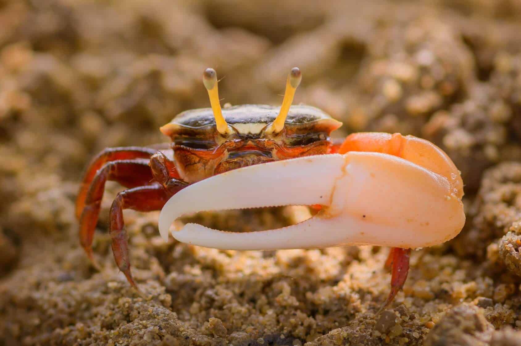 fiddler crab pet