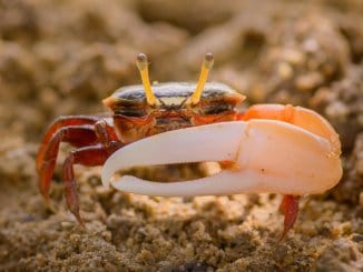 The Complete Fiddler Crab Care Guide Tank, Food, Facts and More… Banner