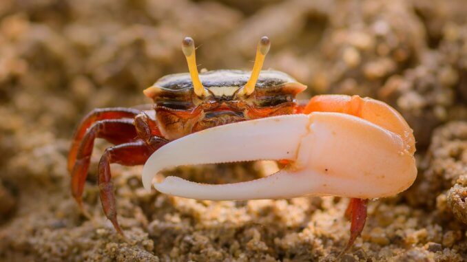 The Complete Fiddler Crab Care Guide Tank, Food, Facts and More… Banner