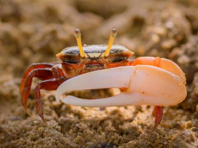 Thai Micro Crab - The Complete Care Guide