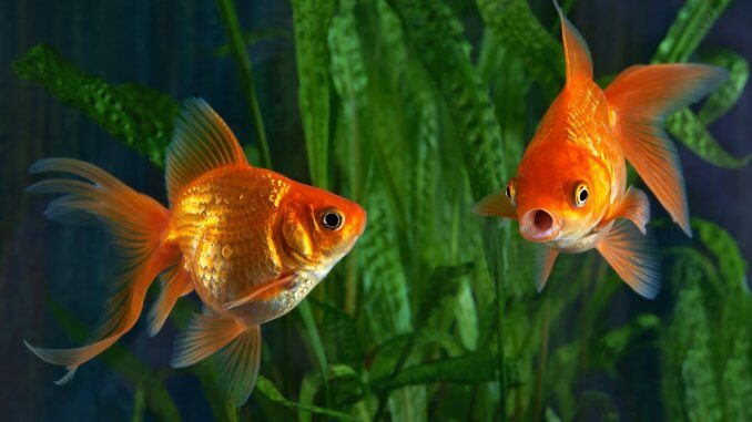 5 Best Goldfish Tanks What To Know Before Buying Banner