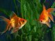 5 Best Goldfish Tanks What To Know Before Buying Banner