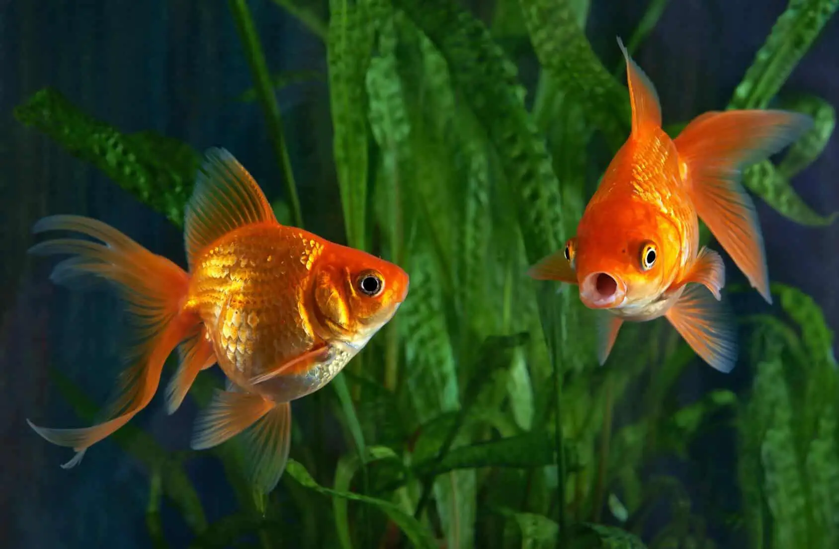 Goldfish Tanks (Setting Up, Sizes, & Tank Mates) | Fishkeeping World