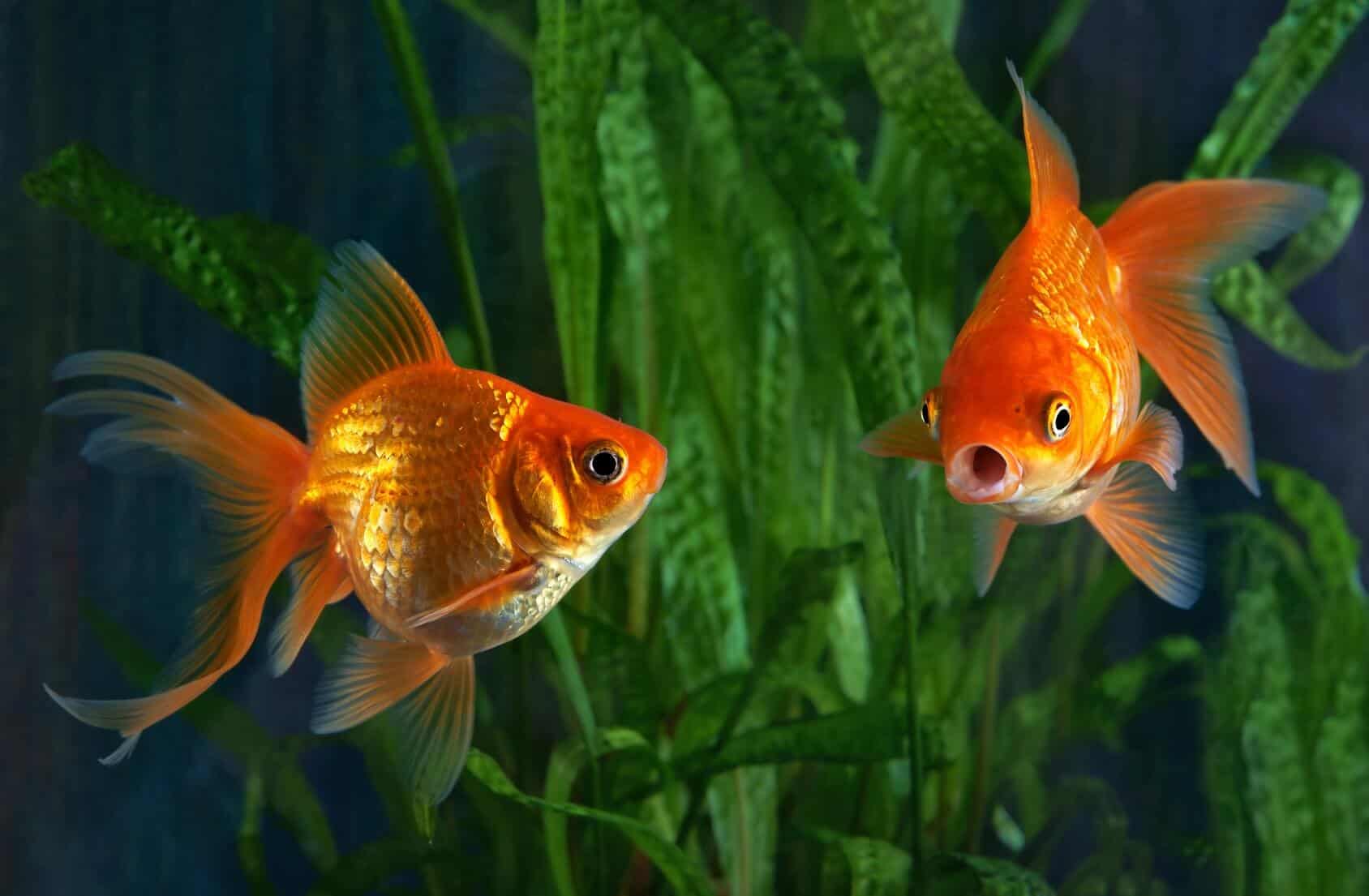 goldfish at top of tank