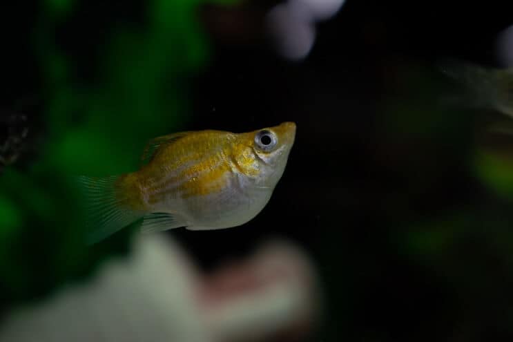 A balloon molly fish swimming in a dark tank