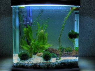 Best 5 Gallon Fish Tanks Buyer's Guide, Stocking Suggestions and More... Banner