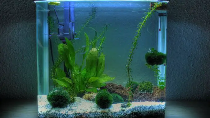 Best 5 Gallon Fish Tanks Buyer's Guide, Stocking Suggestions and More... Banner