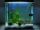 Best 5 Gallon Fish Tanks Buyer's Guide, Stocking Suggestions and More... Banner