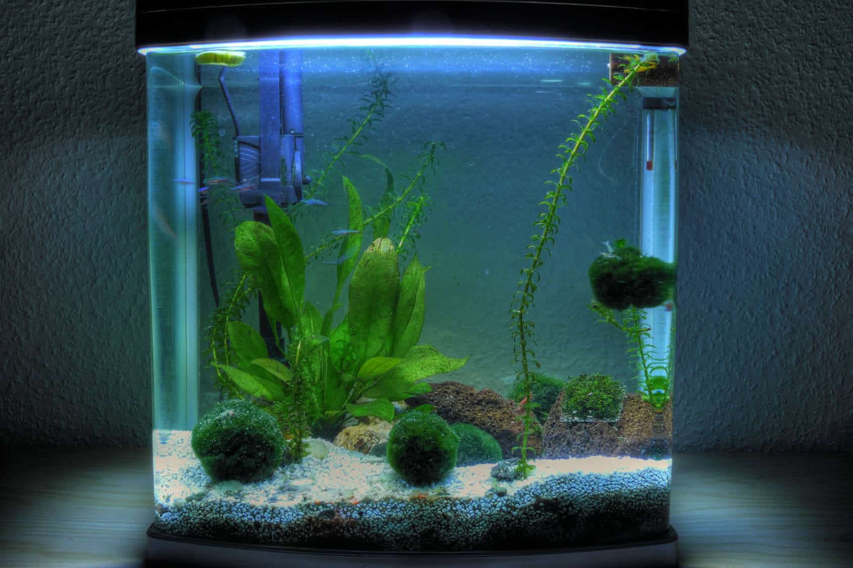 https://www.fishkeepingworld.com/wp-content/uploads/2019/03/Best-5-Gallon-Fish-Tanks-Buyers-Guide-Stocking-Suggestions-and-More...-Banner.jpg